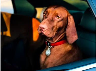 Passaporto cani e gatti, tutte le novità